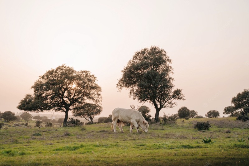 naturaleza-extremadura-002