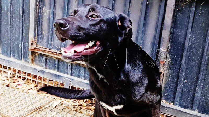 perros-especiales-adopcion