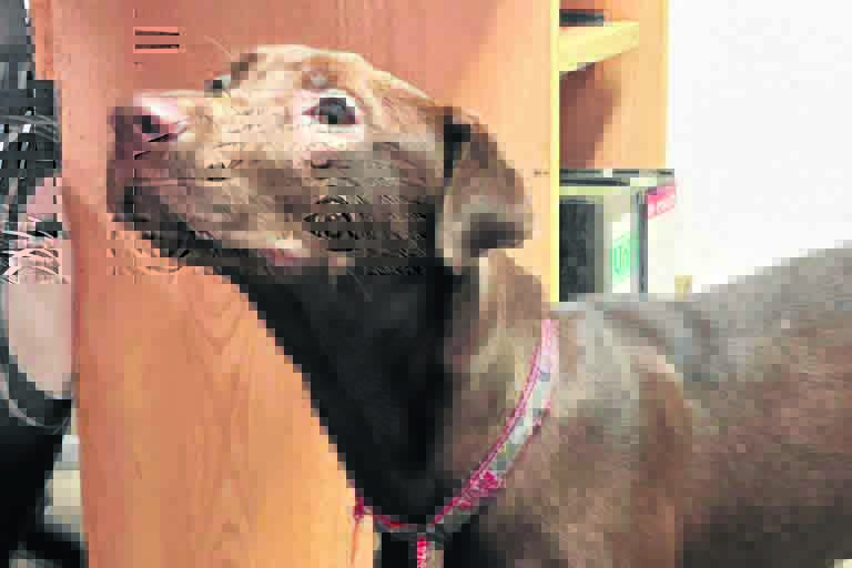 perros-protectora-animales2_RET copia