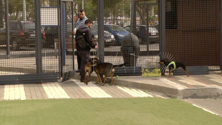 zona-parque-perros5