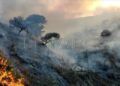 camino-ronda-incendio-001