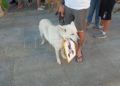 concentracion-animalista-homenaje-shercan-003