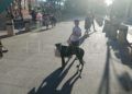 concentracion-animalista-homenaje-shercan-008