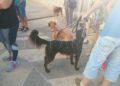 concentracion-animalista-homenaje-shercan-009