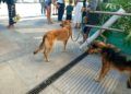 concentracion-animalista-homenaje-shercan-014