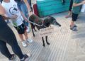 concentracion-animalistas-homenaje-shercan-002