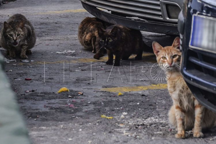 gatos