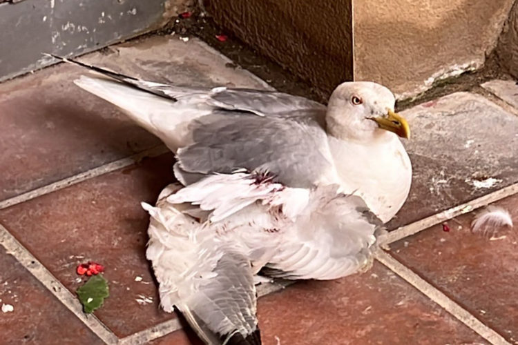 gaviota-herida