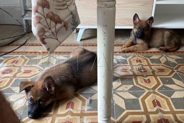 Las dos cachorras que necesitan un lugar de acogida.