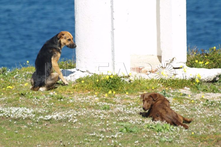 perros