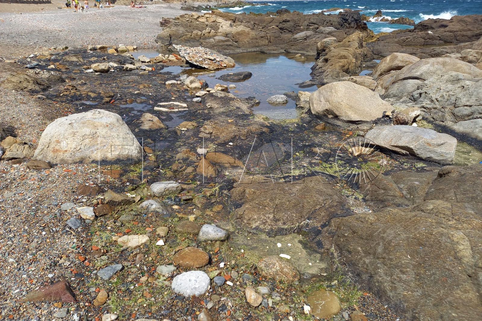 playa-perros-2