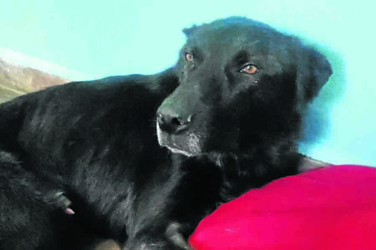 shercan-perro-abandonado-muere