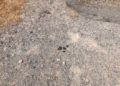 suciedad-maleza-torres-hacho-004