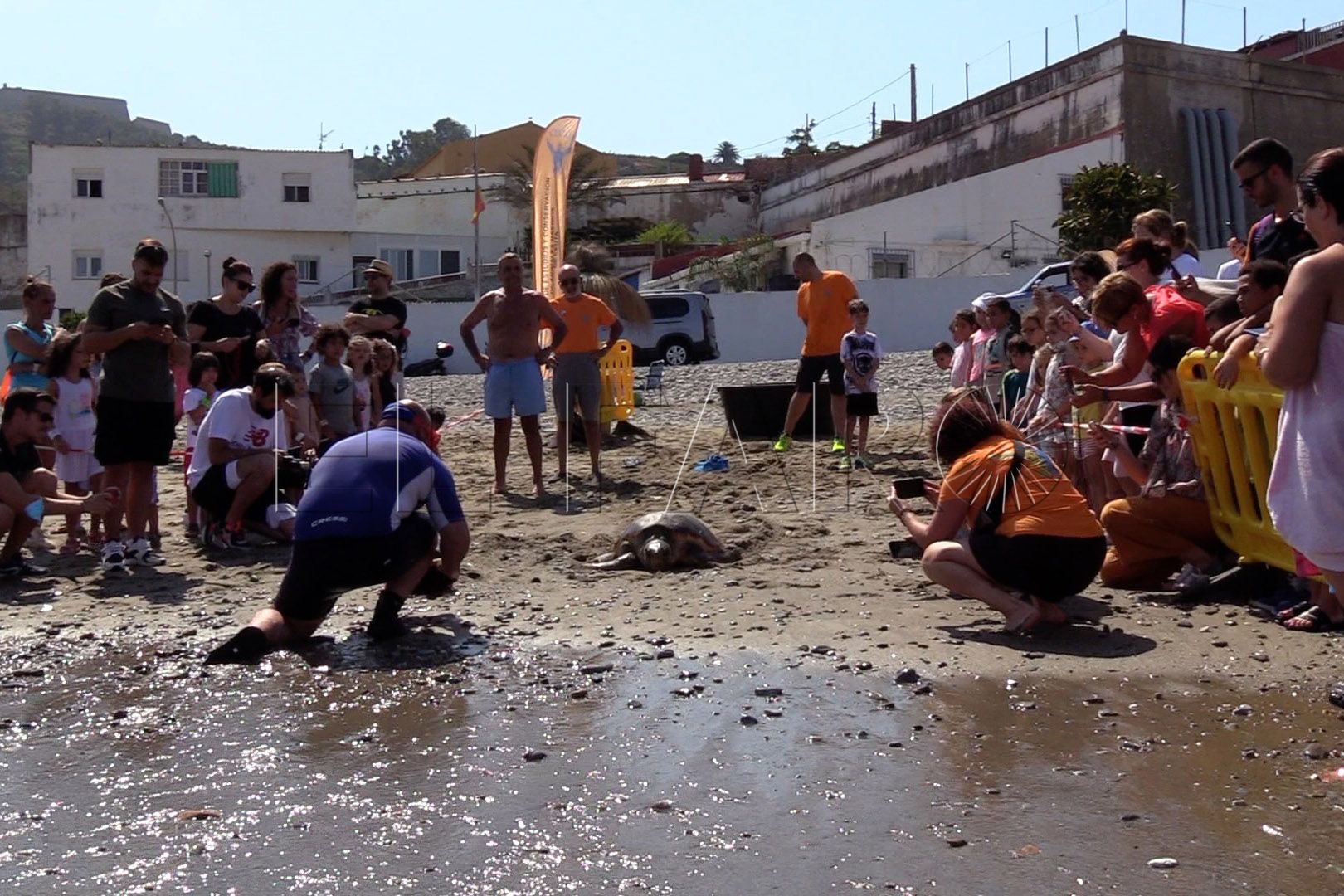 Tortuga Boba 15