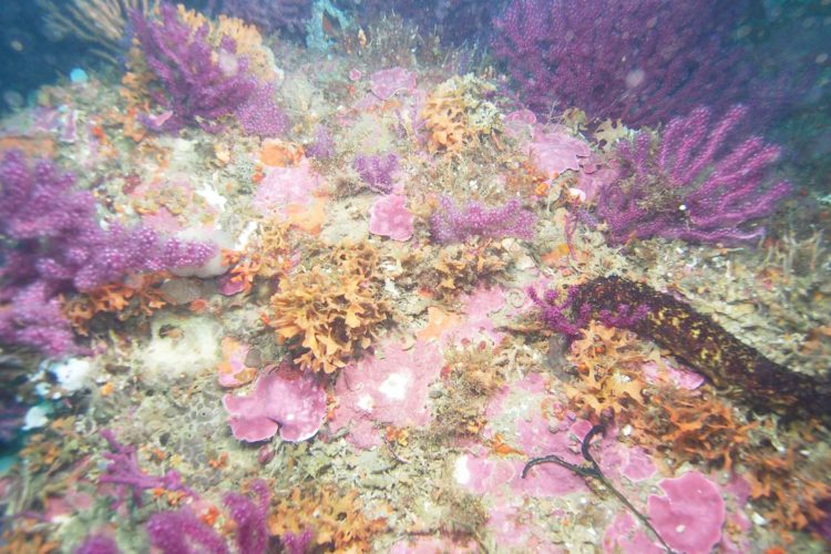 biodiversidad-mar-alboran