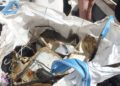 buzos-servisub-limpieza-basura-mar-003