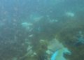 buzos-servisub-limpieza-basura-mar-029
