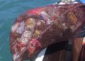 buzos-servisub-limpieza-basura-mar-031