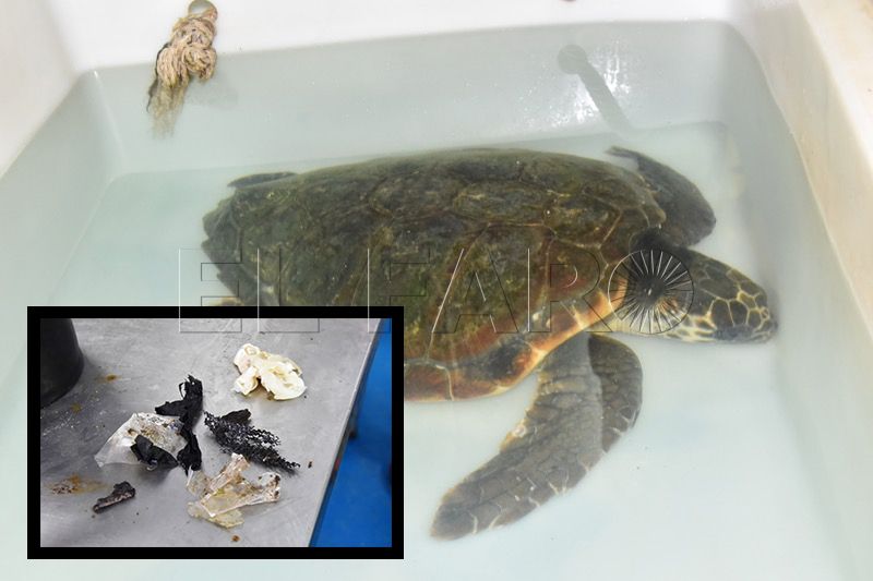 cecam-tortugas-plastico-recuperacion