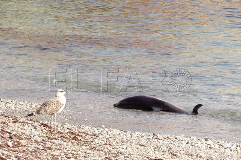 delfin-calamocarro-3