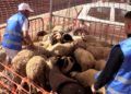 festividad-sacrificio-cordero-2022-015