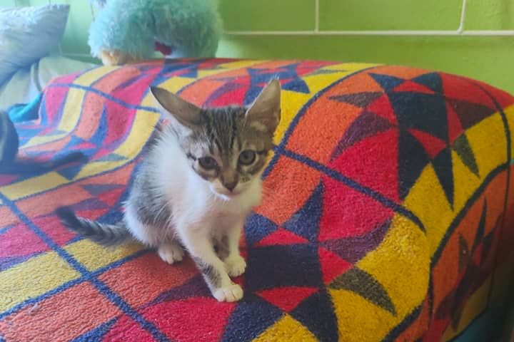 gato