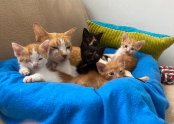 gatos-adopcion