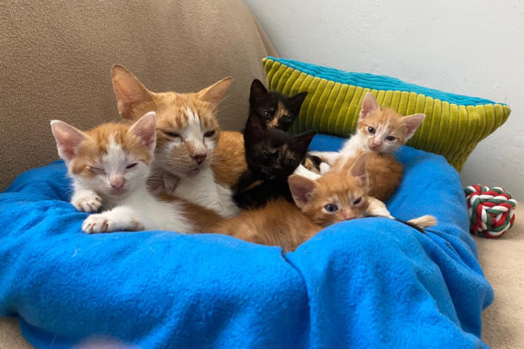gatos-adopcion