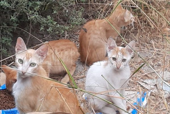 gatos-callejeros