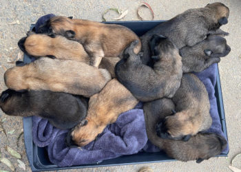 perros-abandonados-ceuta
