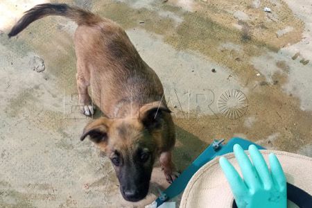 perro-abandonado