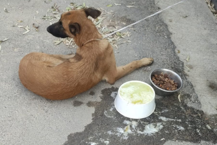 perro abandonado (1)