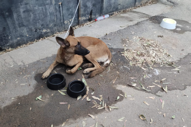 perro abandonado (2)