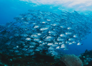 peces