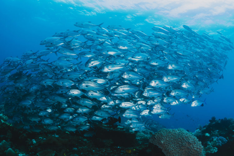peces