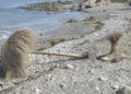 piedras-deficiencias-playa-san-amaro-014