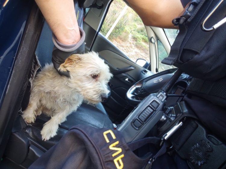 policia-nacional-rescate-perros-incendio-002
