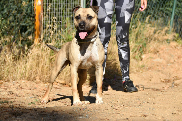 sander-perro-adopcion (2)
