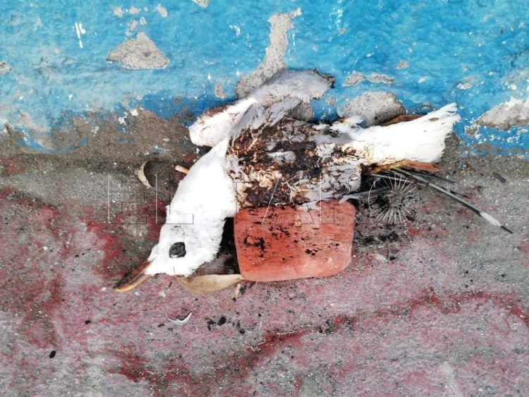 seo-crueles-ataques-gaviotas-001