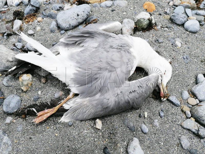 seo-crueles-ataques-gaviotas-002
