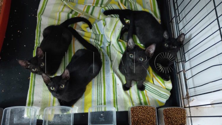 felinos