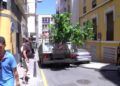 arboles-pedro-meneses-001