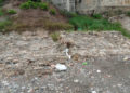 basurero-playa-bolera-002
