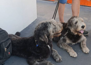 perros