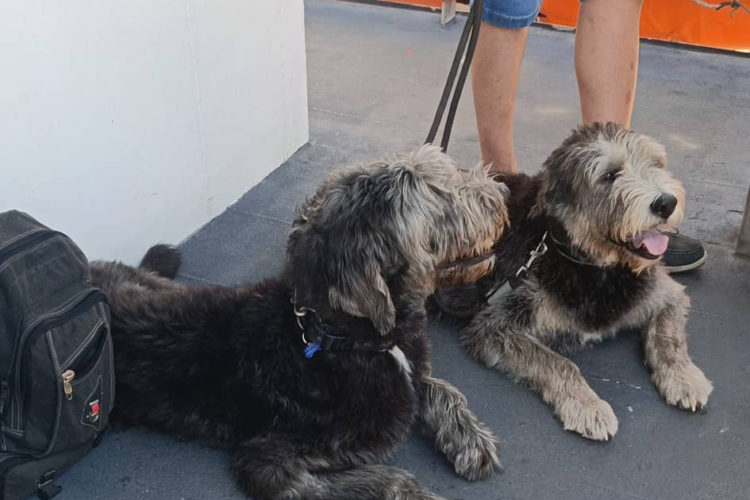 perros