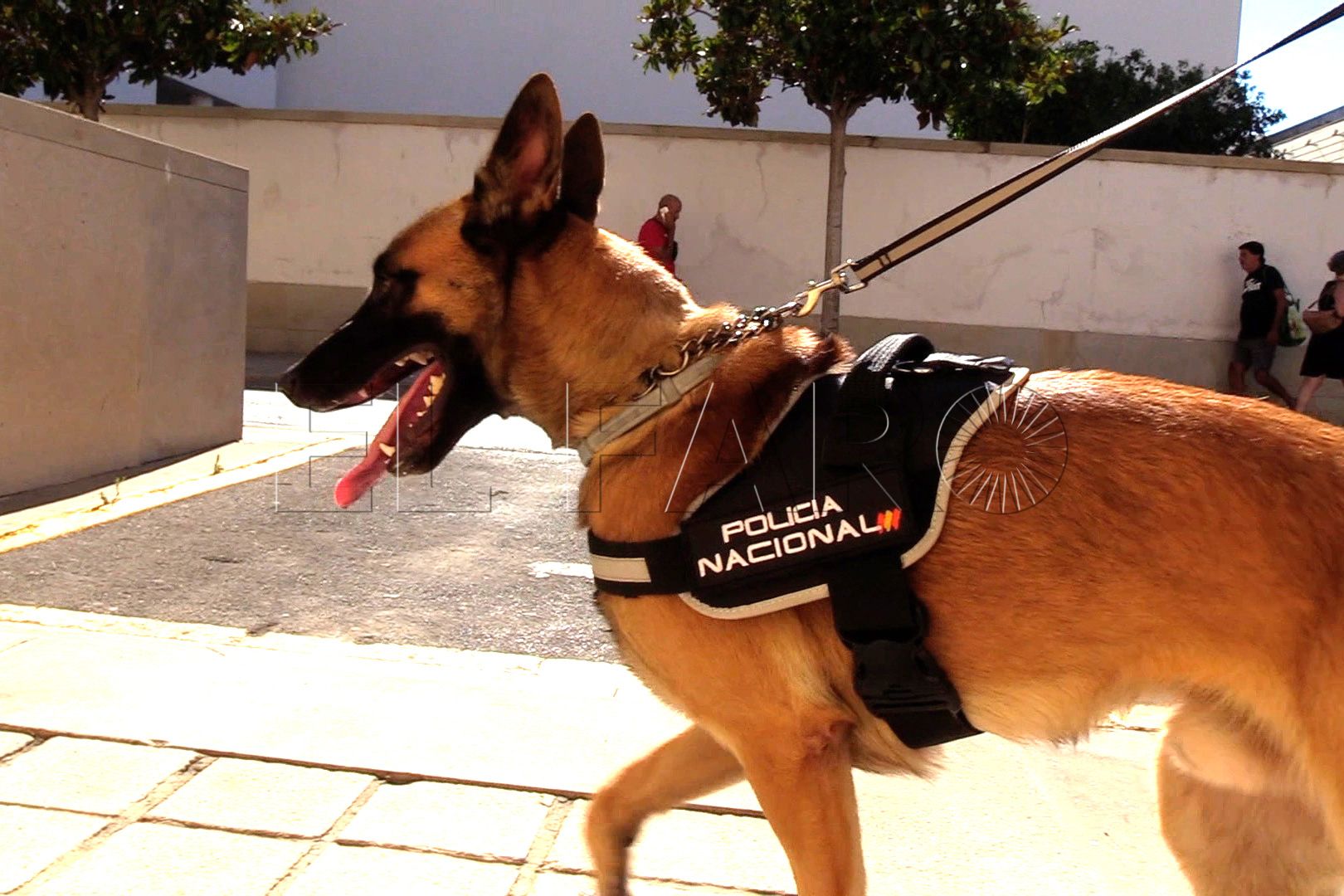brull-perro-policia-nacional (5)