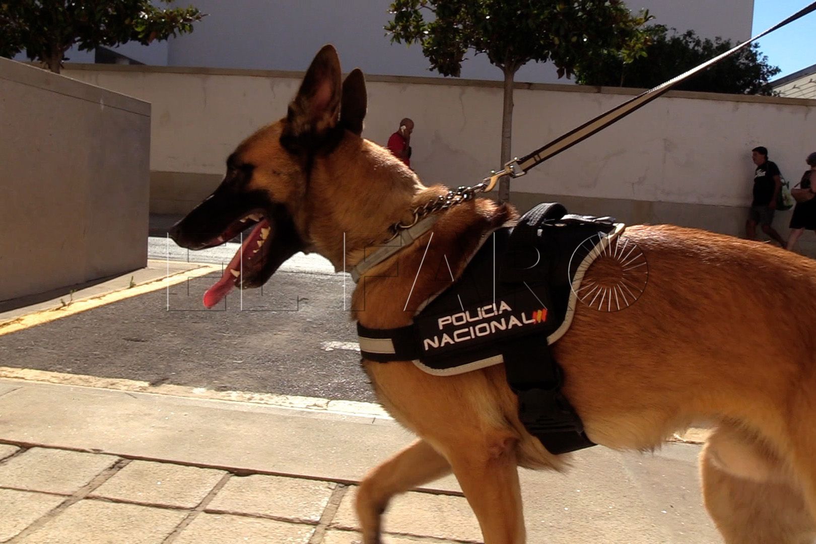 brull-perro-policia-nacional (5)