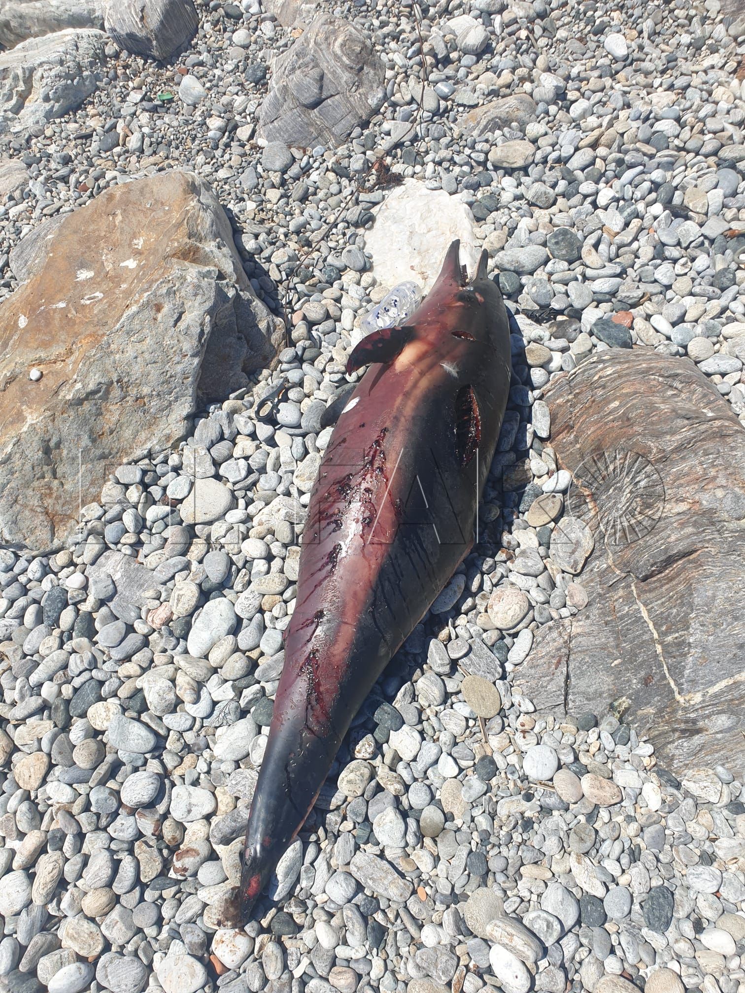 delfin-muerto-sarchal