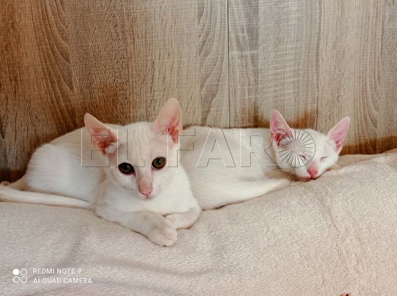 gatos albinos