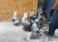 limpieza alcantarillas basura (4)